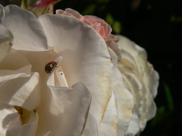 A ladybug rests on a rose petal.